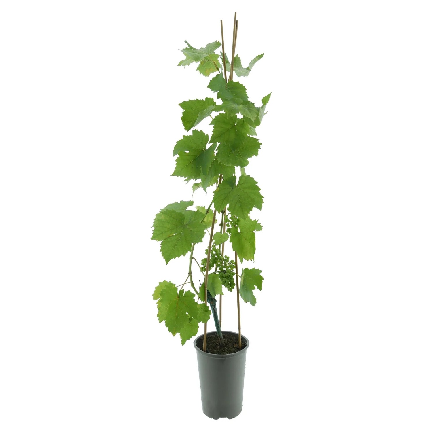 Weinrebe Vanessa im Topf, ca. 80-100 cm hoch, mit grünen Blättern und kleinen Trauben.