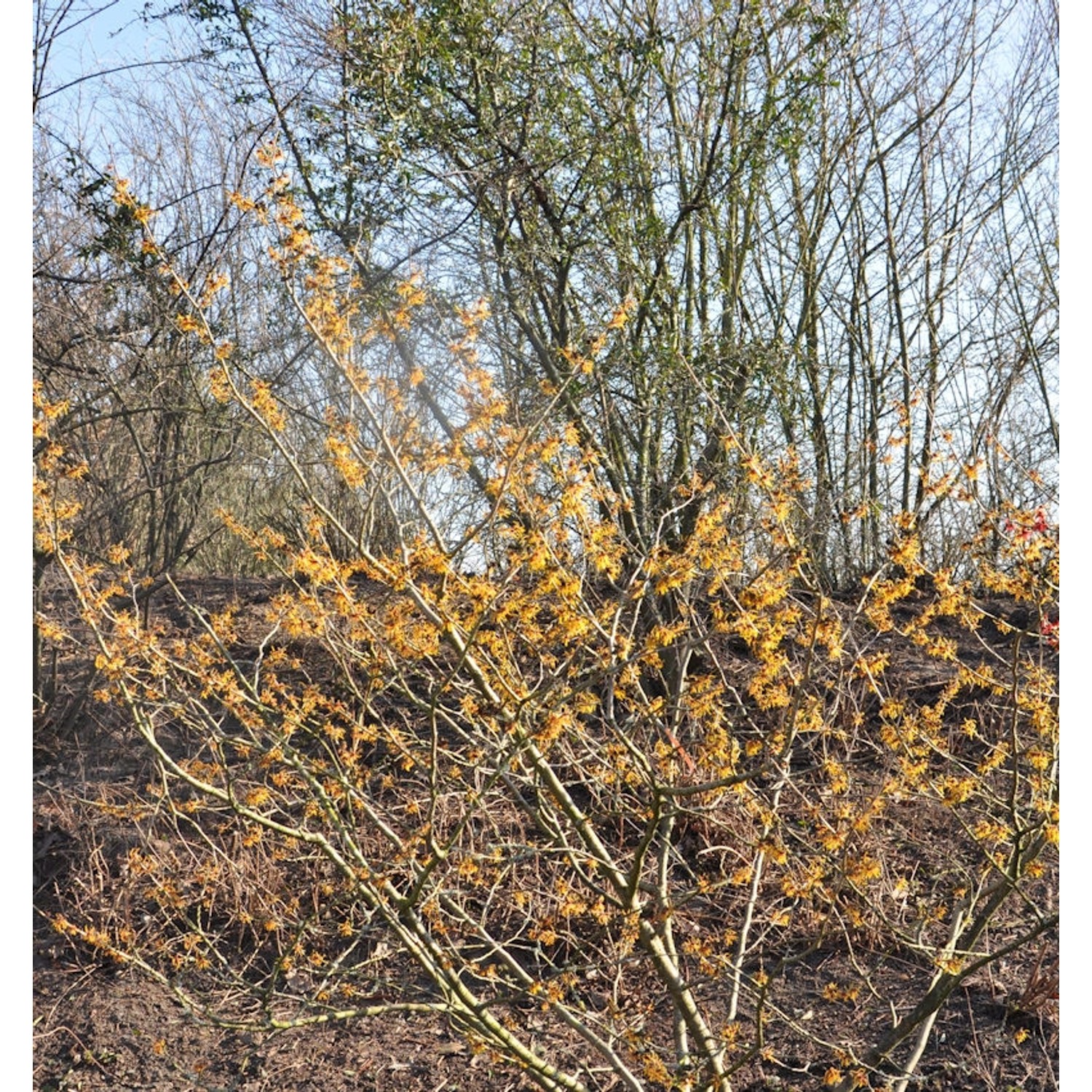 Zaubernuß Orange Beauty 40-60cm - Hamamelis intermedia günstig online kaufen