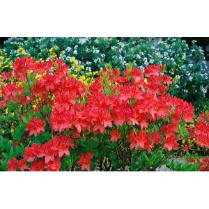 Leuchtend gelber Rhododendron Luteum Satan, 80–100 cm hoch, blüht üppig im Garten.