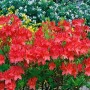 Leuchtend gelber Rhododendron Luteum Satan, 80–100 cm hoch, blüht üppig im Garten.