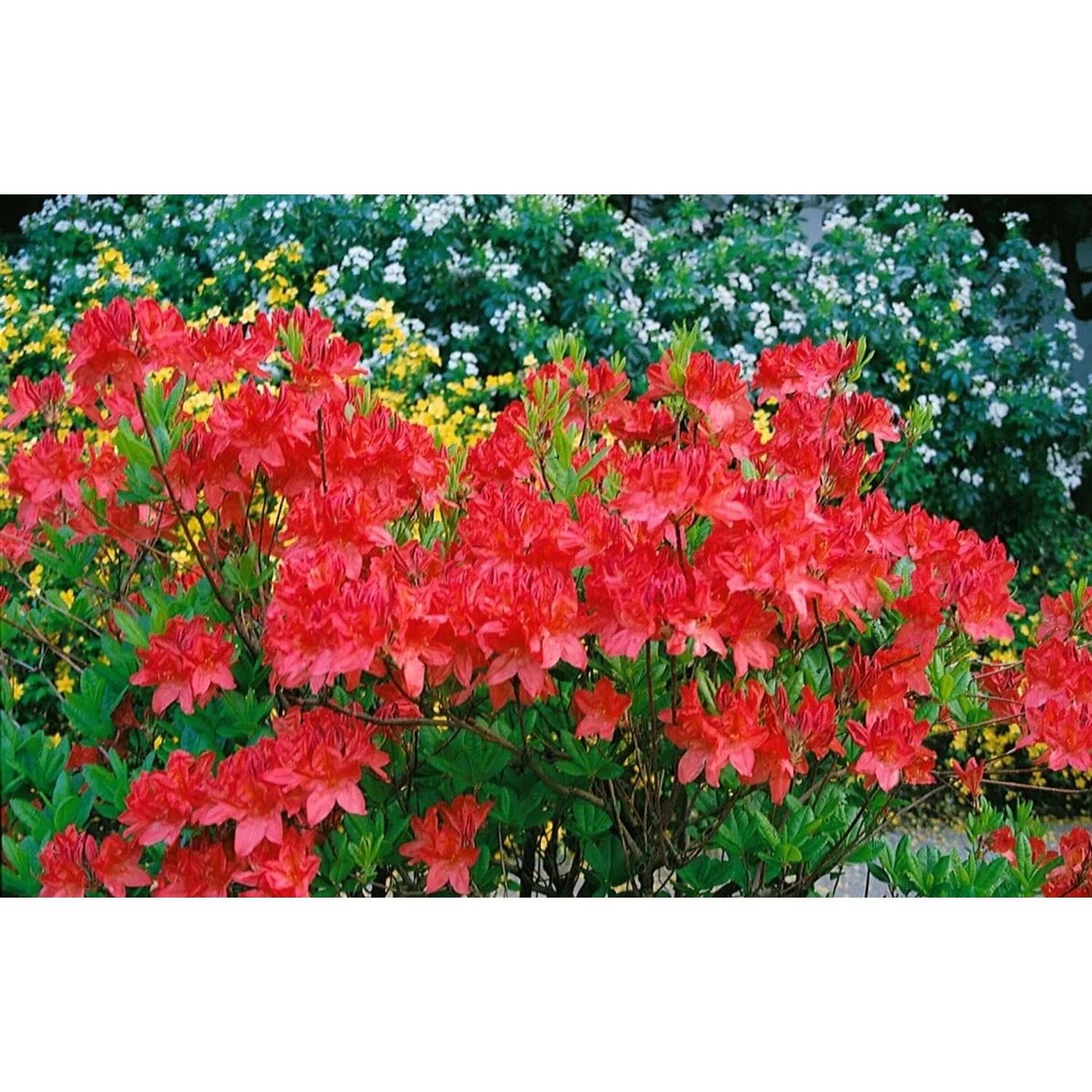 Leuchtend gelber Rhododendron Luteum Satan, 80–100 cm hoch, blüht üppig im Garten.