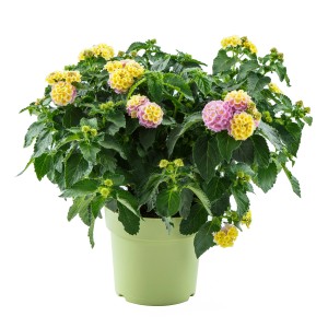 Gelbes Wandelröschen (Lantana camara) im Topf, ca. 40 cm hoch. Blühende Kübelpflanze von GROW by OBI.