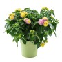 Gelbes Wandelröschen (Lantana camara) im Topf, ca. 40 cm hoch. Blühende Kübelpflanze von GROW by OBI.
