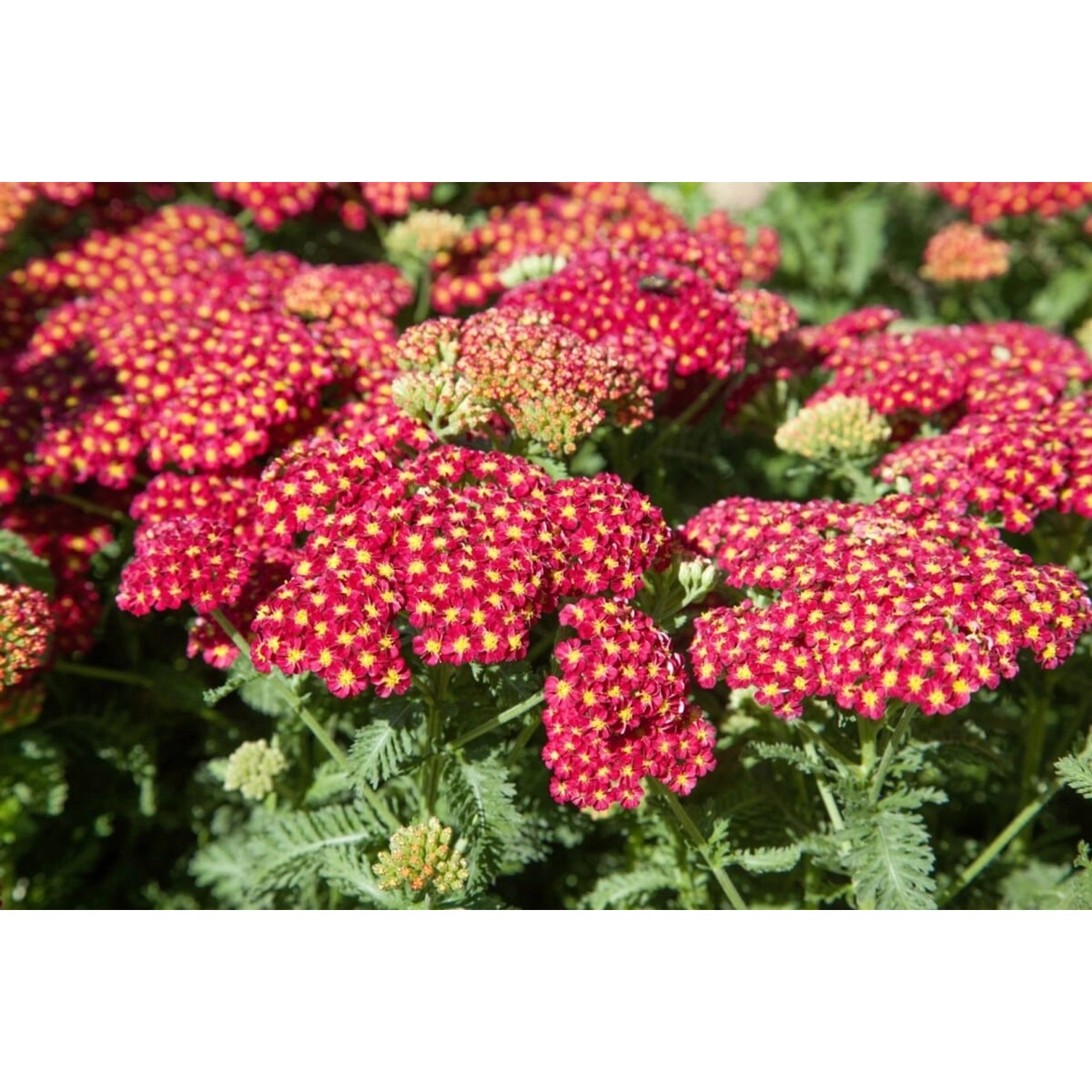 Achillea Millefolium Schafgarbe Belle Epoque Ca. 9x9 cm Topf günstig online kaufen