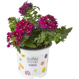 Garten-Eisenkraut 'Summer Survivors' im Topf, Farbe Pink/Lila, ca. 12 cm Ø.