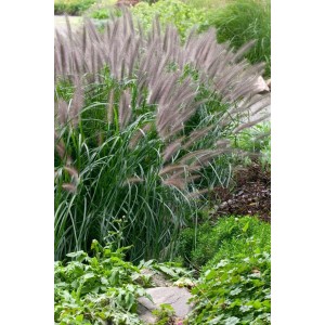 Detailaufnahme von Lampenputzergras 'Moudry' im Garten, violette Blütenstände und grüne Blätter.