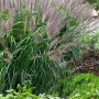 Detailaufnahme von Lampenputzergras 'Moudry' im Garten, violette Blütenstände und grüne Blätter.