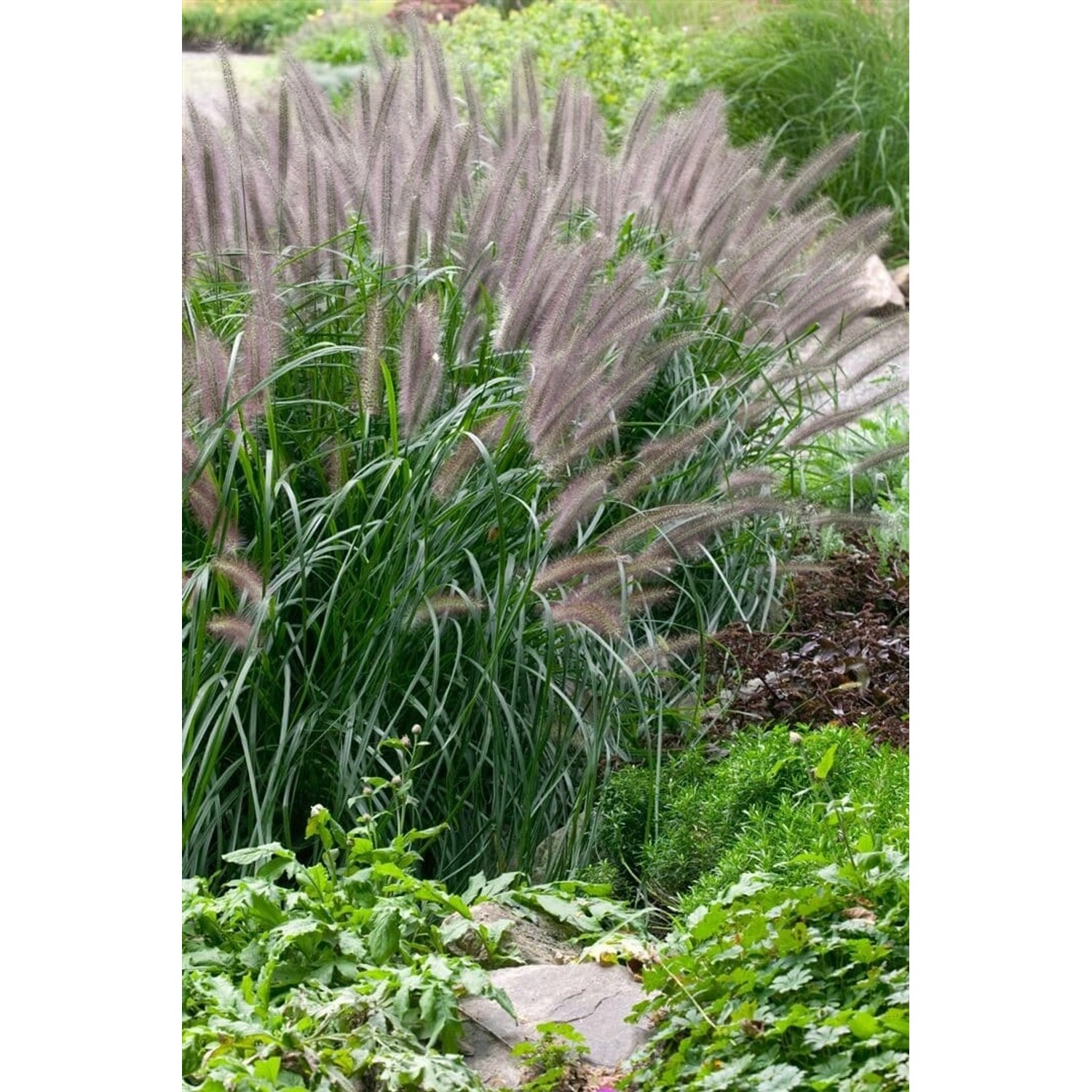 Pennisetum Alopecuroides Moudry Lampenputzergras Ca. 11x11 cm Topf günstig online kaufen