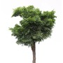 Zwerg-Hinoki-Zypresse Kosteri als Hochstamm, ca. 40-60 cm hoch.