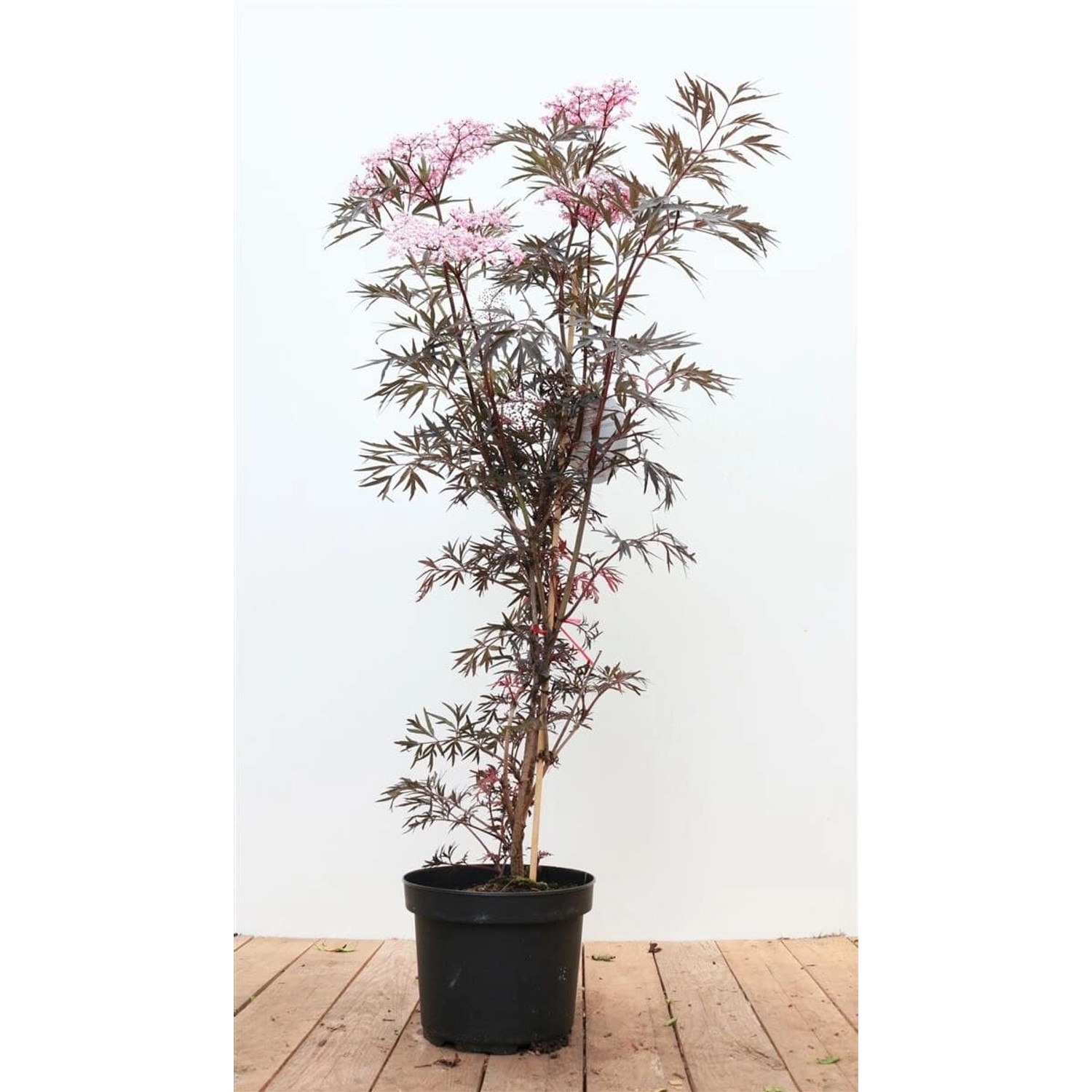Sambucus Nigra Black Lace Schwarzer Holunder Dunkelrot 60–80 cm günstig online kaufen