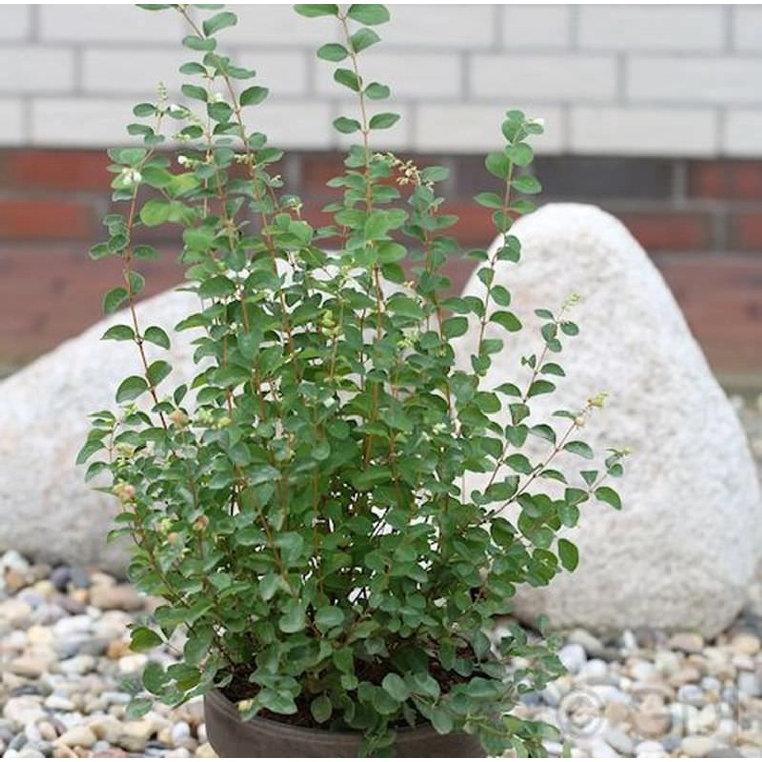 Amethystbeere Amethyst 60-80cm - Symphoricarpos doorenbosii günstig online kaufen