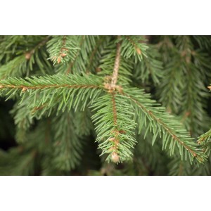 Nahaufnahme der dunkelgrünen Nadeln einer Nikko-Tanne (Abies homolepis).