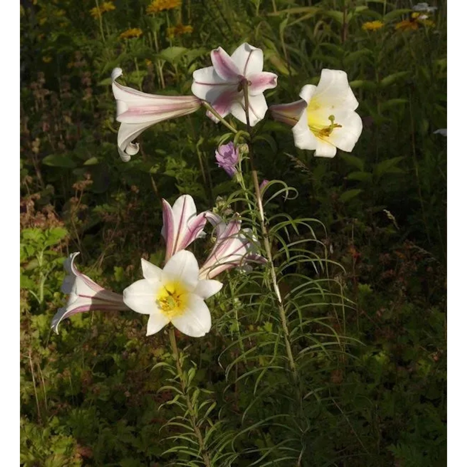 Königslilie - Lilium regale