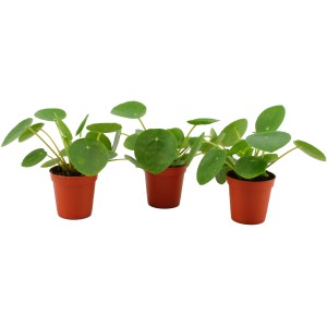 Drei Glückstaler (Pilea peperomioides) im braunen Topf, ca. 5,5 cm Ø.