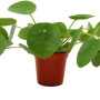 Drei Glückstaler (Pilea peperomioides) im braunen Topf, ca. 5,5 cm Ø.