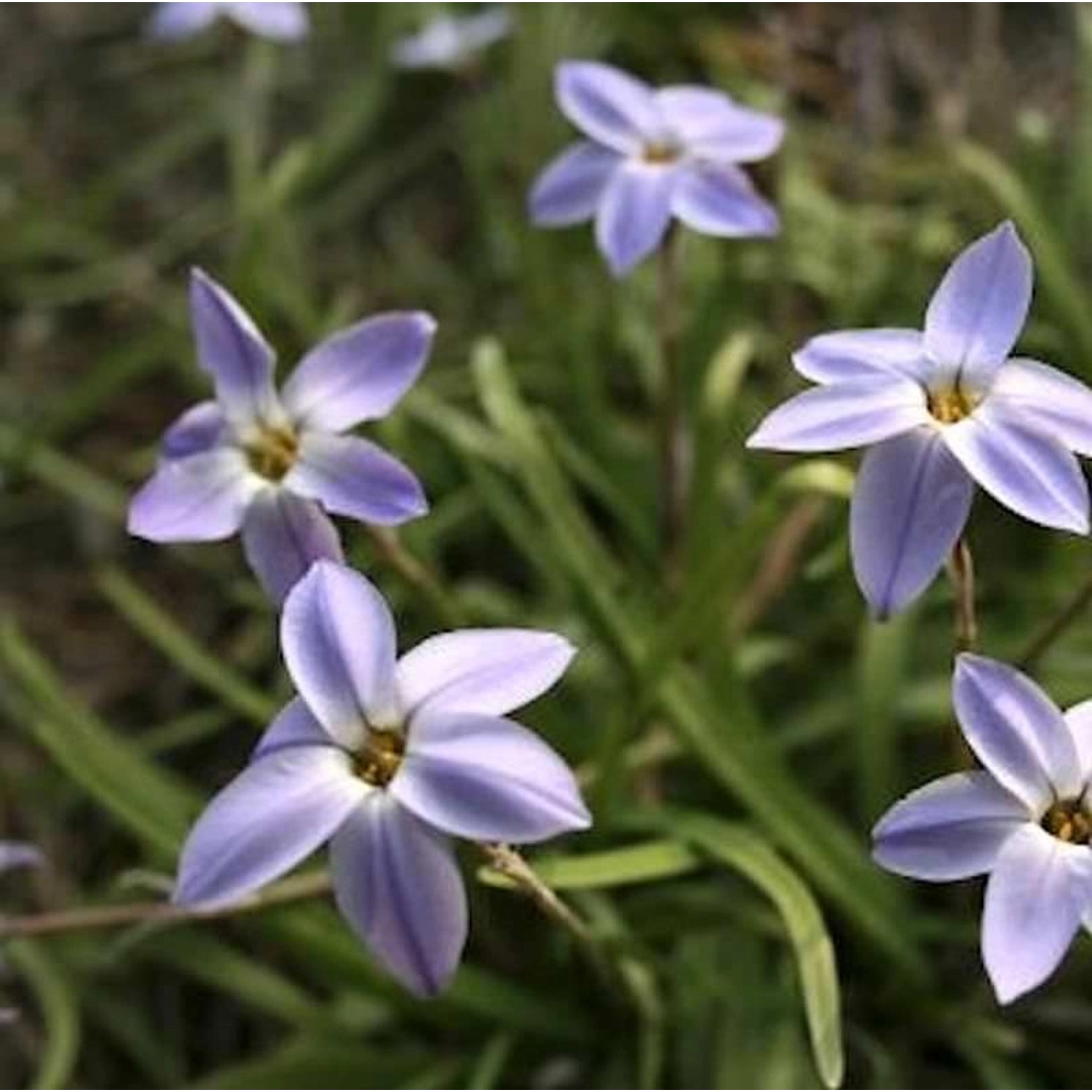 Sternblume Jessie - Ipheion uniflorum günstig online kaufen