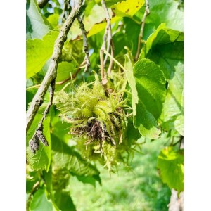 Nahaufnahme einer Baumfink Haselnuss (Topfpflanze) mit grünen Blättern und reifenden Nüssen.