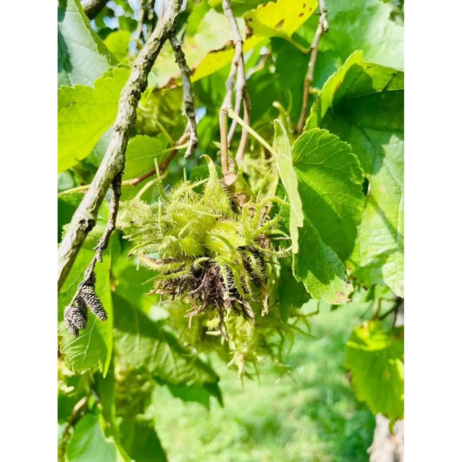 Nahaufnahme einer Baumfink Haselnuss (Topfpflanze) mit grünen Blättern und reifenden Nüssen.