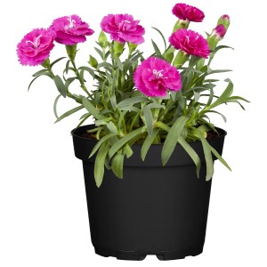 Gartennelke Aura Pink im Topf, ca. 12 cm Ø. Sommerblüher mit pinkfarbenen Blüten.