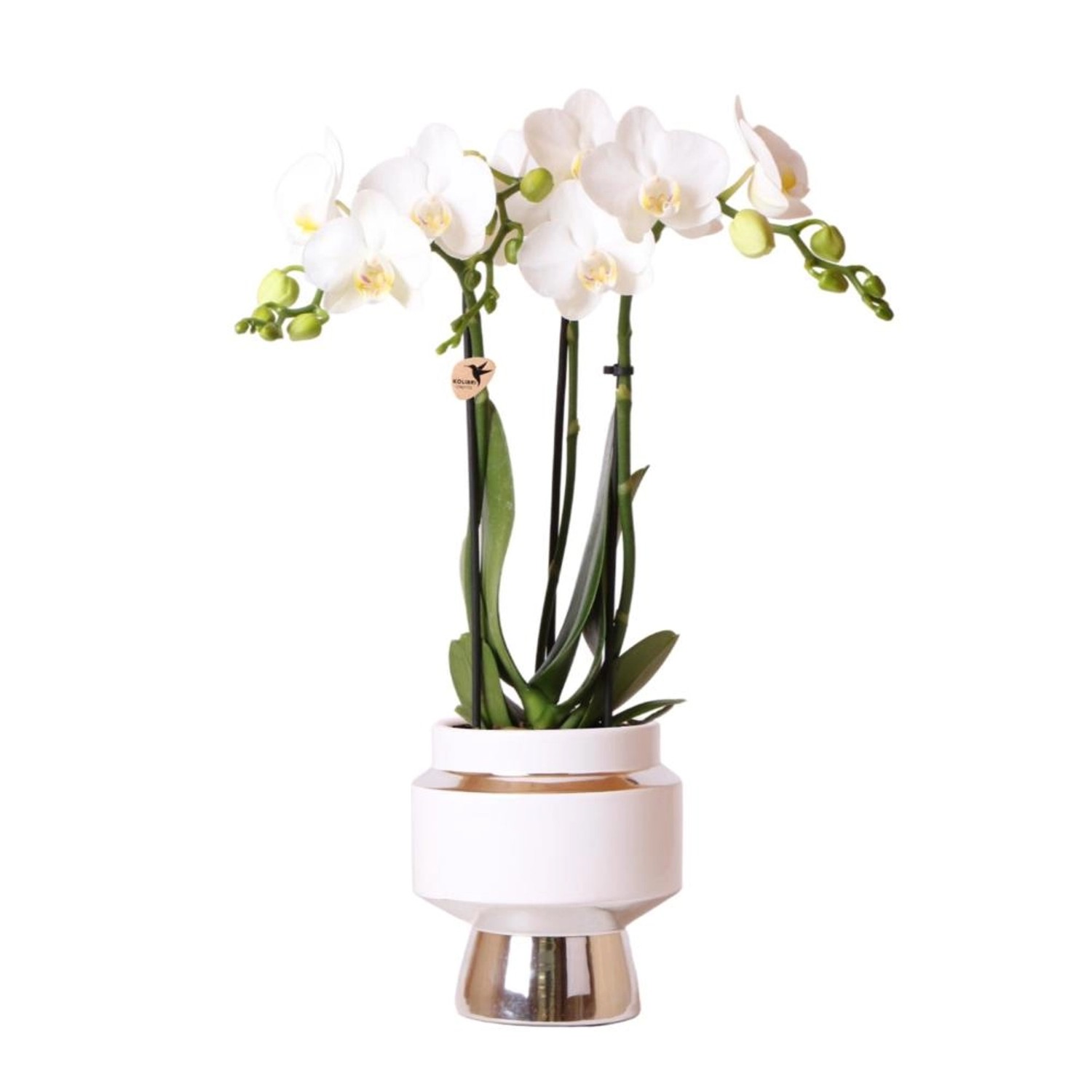 Kolibri Orchideen Weiße Phalaenopsis Orchidee Amabilis & Le Chic Deko Topf Silber Topfgröße 9cm 40cm Hoch