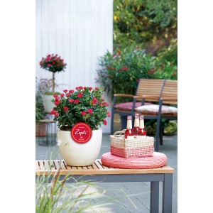 Beetrose Zepeti Rot im Topf, ca. 35-40 cm hoch, mit vielen roten Blüten auf einer Terrasse.