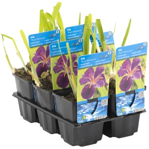 Schwertlilie 'Black Gamecock' im Topf, dunkelviolette Blüten, geeignet für Teichbepflanzung.