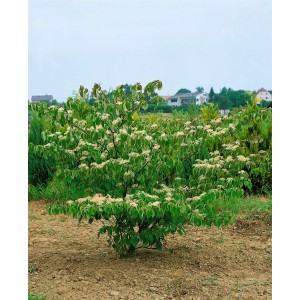 Etagen-Hartriegel Cornus Controversa Pagoda, 50–60 cm, mit weißen Blüten und grünen Blättern.