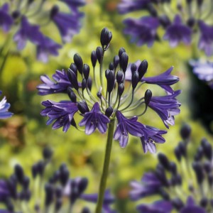 Nahaufnahme einer blühenden, dunkelblauen GROW by OBI Agapanthus africanus Black Buddhist.