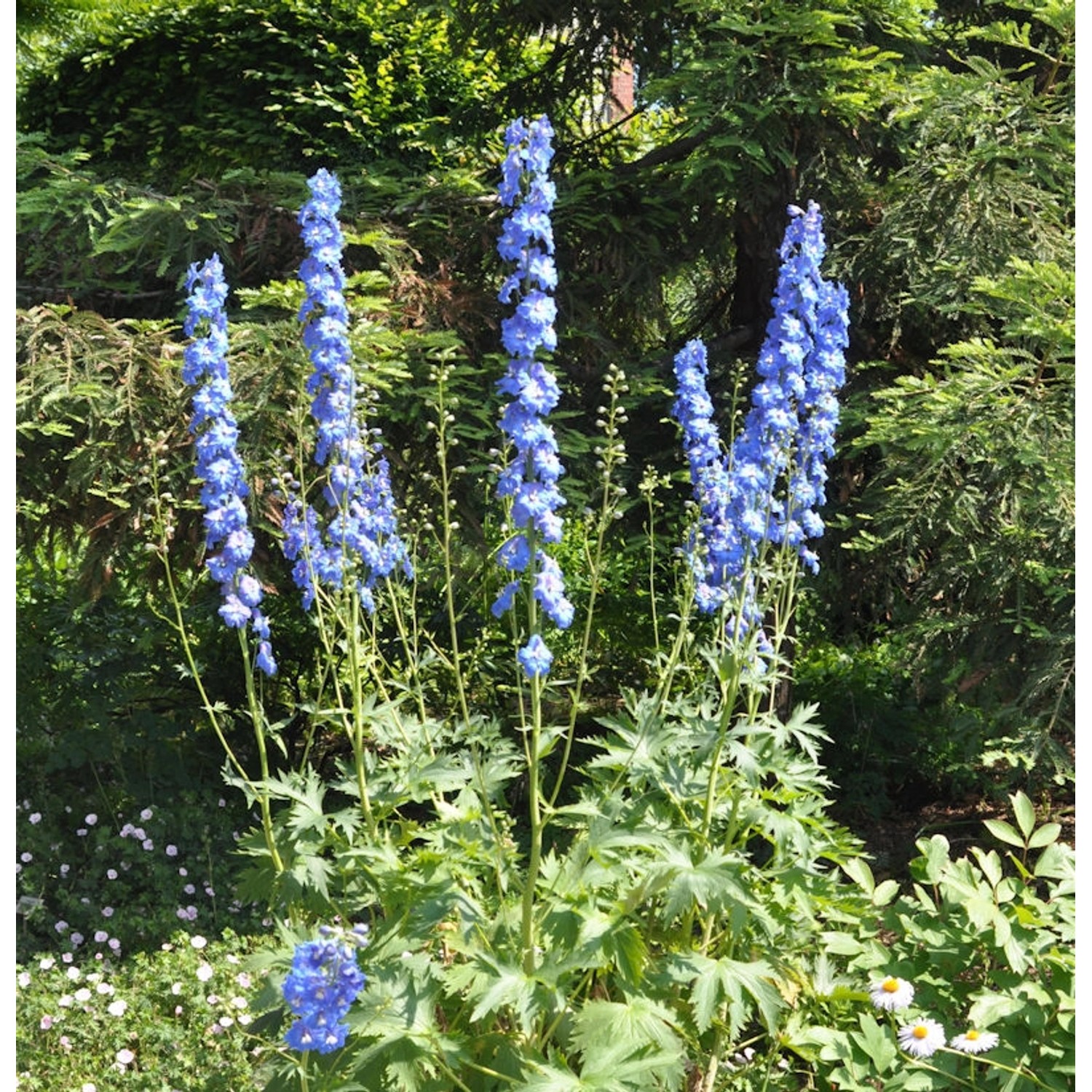 Hoher Rittersporn Jubelruf - Delphinium elatum günstig online kaufen