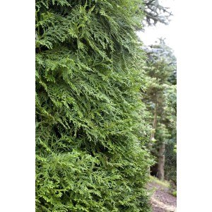 Detailaufnahme der Thujopsis dolabrata Heckenpflanze, 100-125 cm hoch, mit grünen Blättern.