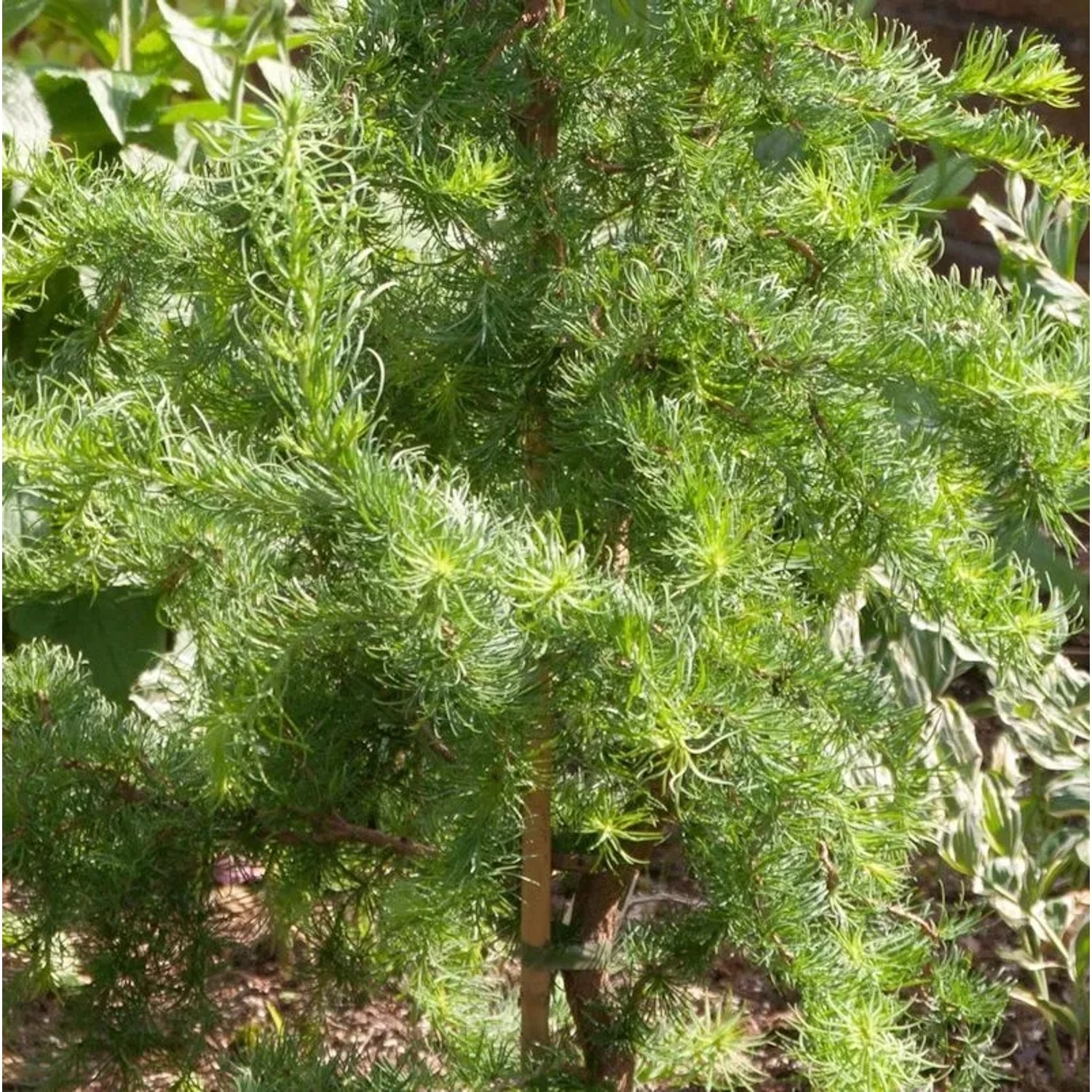 Hochstamm Europäische Lärche Horstmann Recurved 80-100cm - Larix decidua