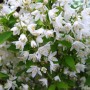 Detailaufnahme des Maiblumenstrauchs Deutzia Gracilis mit üppigen, weißen Blüten.