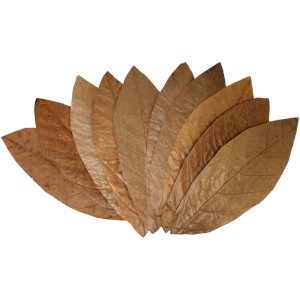 Proflora Cacao Blätter Klein für Aquarium: Natürliche Wasserwertkorrektur und Nahrungsergänzung.