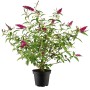 Sommerflieder Rot im Topf, ca. 10-20 cm hoch. Schmetterlingsflieder mit roten Blüten.