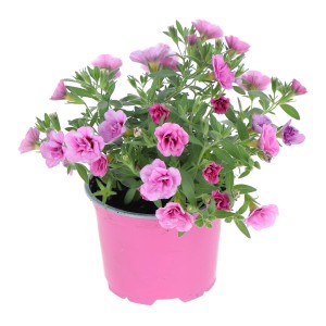 Zauberglöckchen Double Deep Violett im pinken Topf, eine attraktive Sommerpflanze von GROW by OBI.