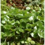 Foto von Haselwurz (Asarum europaeum), einer grünen Staude mit runden Blättern als Bodendecker.