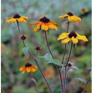 Rudbeckia Prairie Glow - Rudbeckia triloba