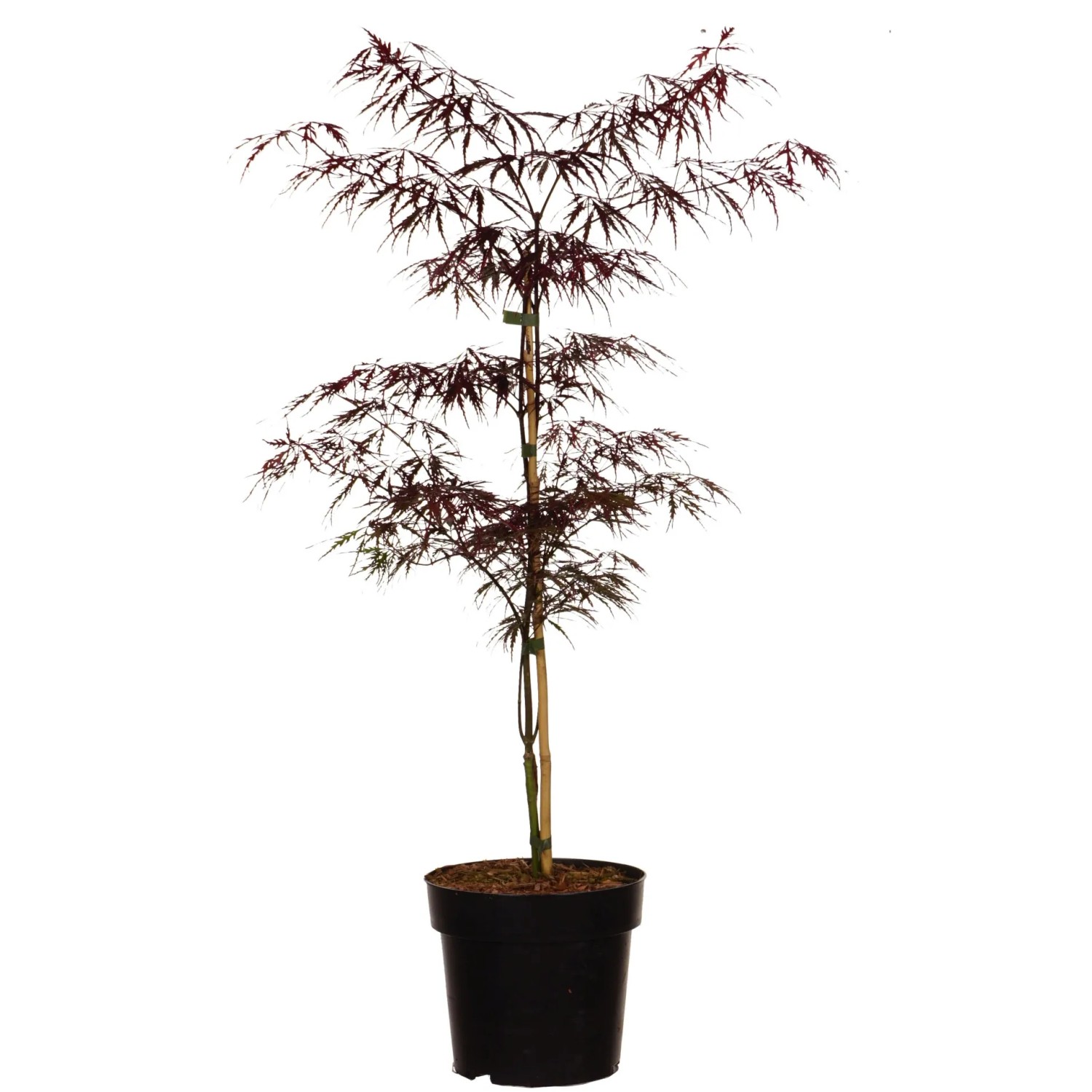 Fächerahorn "Firecracker" Höhe ca. 40 cm Topf ca. 4,5 l Acer palmatum