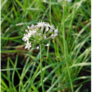 Blühender Schnittknoblauch (Allium tuberosum) mit weißen Blüten im Garten.