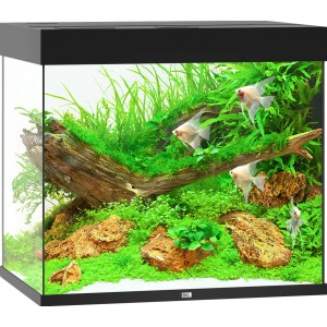Juwel Aquarium Lido LED 200 l, schwarzes Komplettset mit Fischen, Pflanzen und Dekoration.