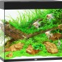 Juwel Aquarium Lido LED 200 l, schwarzes Komplettset mit Fischen, Pflanzen und Dekoration.