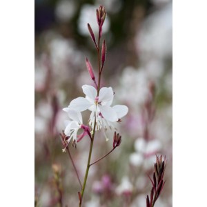Weiße Prachtkerze (Gaura lindheimeri) im Topf, zarte Blüten auf schlanken Stielen.