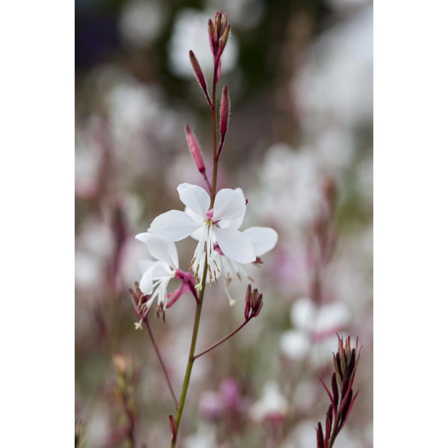 Weiße Prachtkerze (Gaura lindheimeri) im Topf, zarte Blüten auf schlanken Stielen.