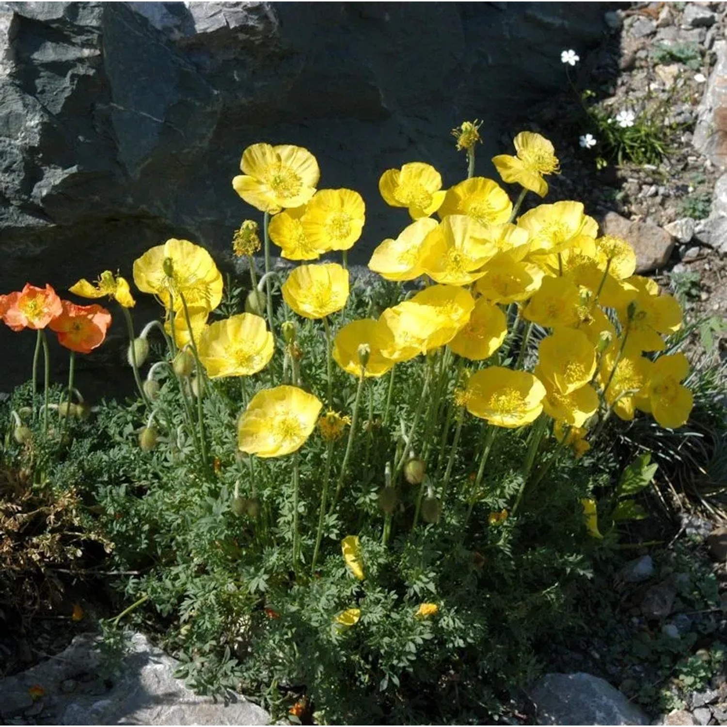 Alpen-Mohn - Papaver alpinum