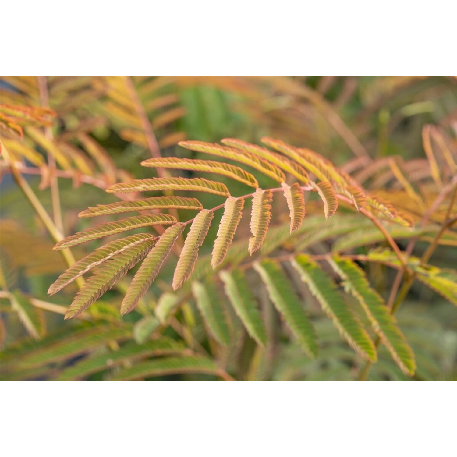 Albizia Julibrissin Ernest Wilson Seidenbaum Rosa Blüten 60–100 cm günstig online kaufen