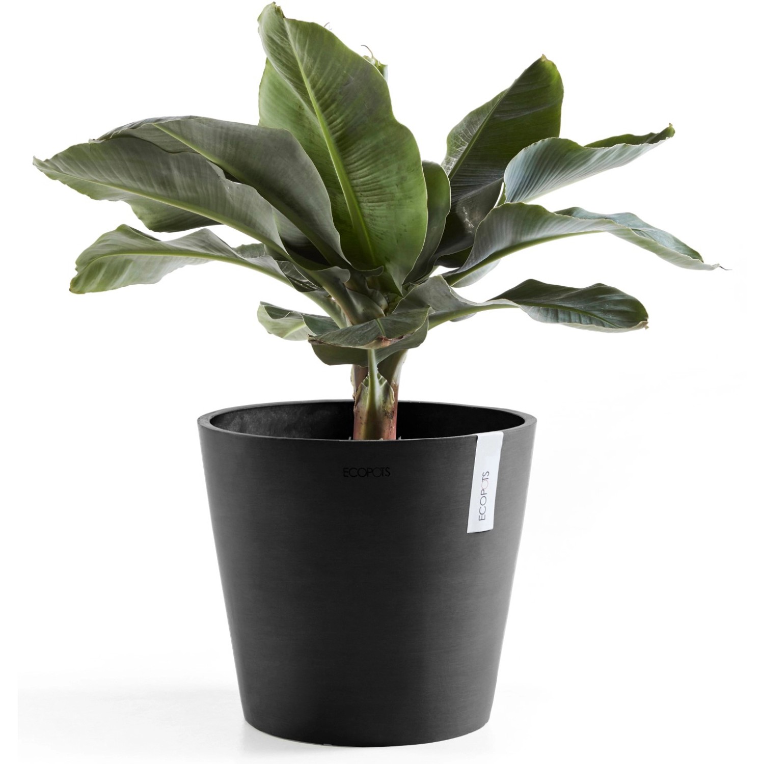 Ecopots Pflanztopf Amsterdam, dunkelgrau, Ø 30 cm, mit Pflanze.