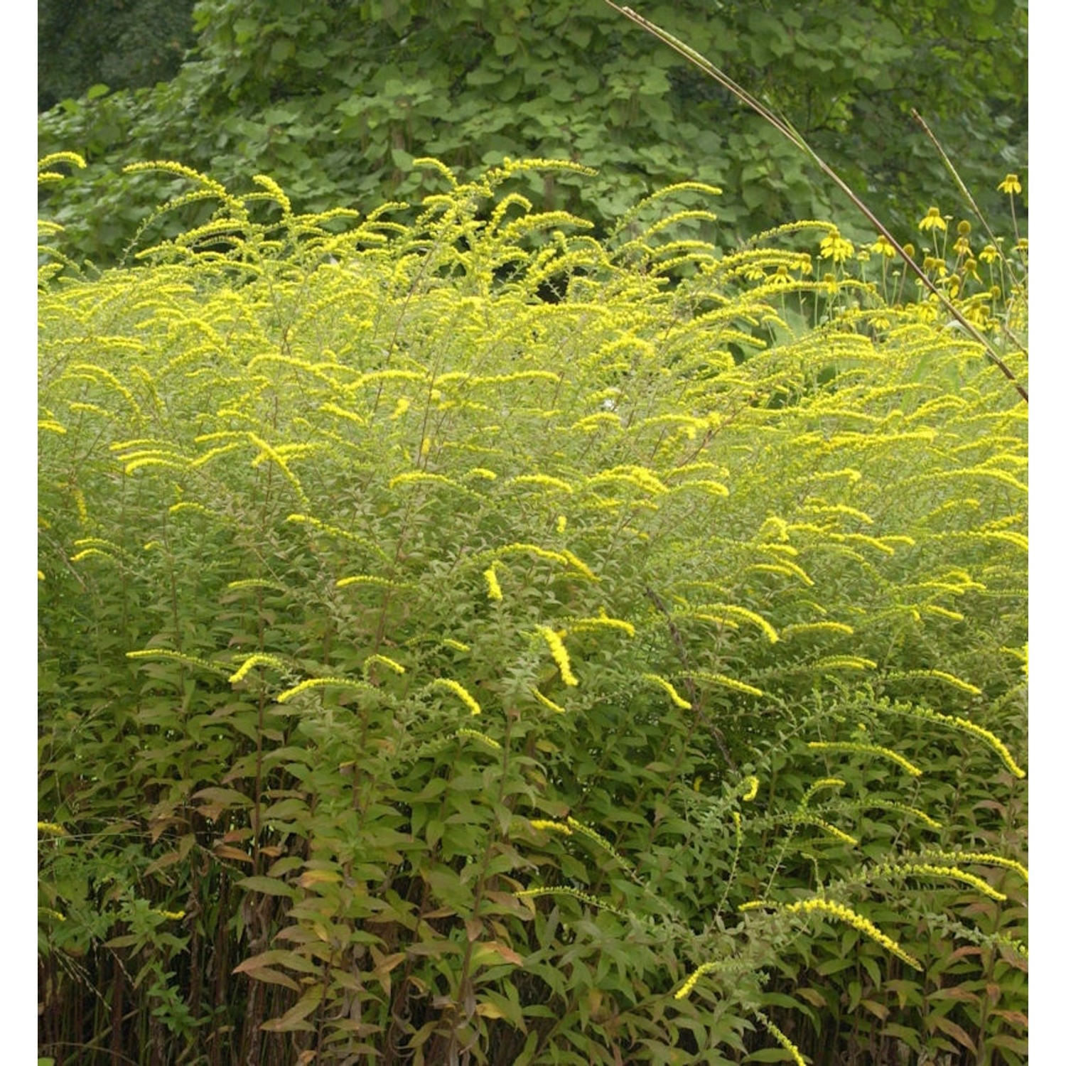 Raue Goldrute Fireworks - Solidago rugosa günstig online kaufen