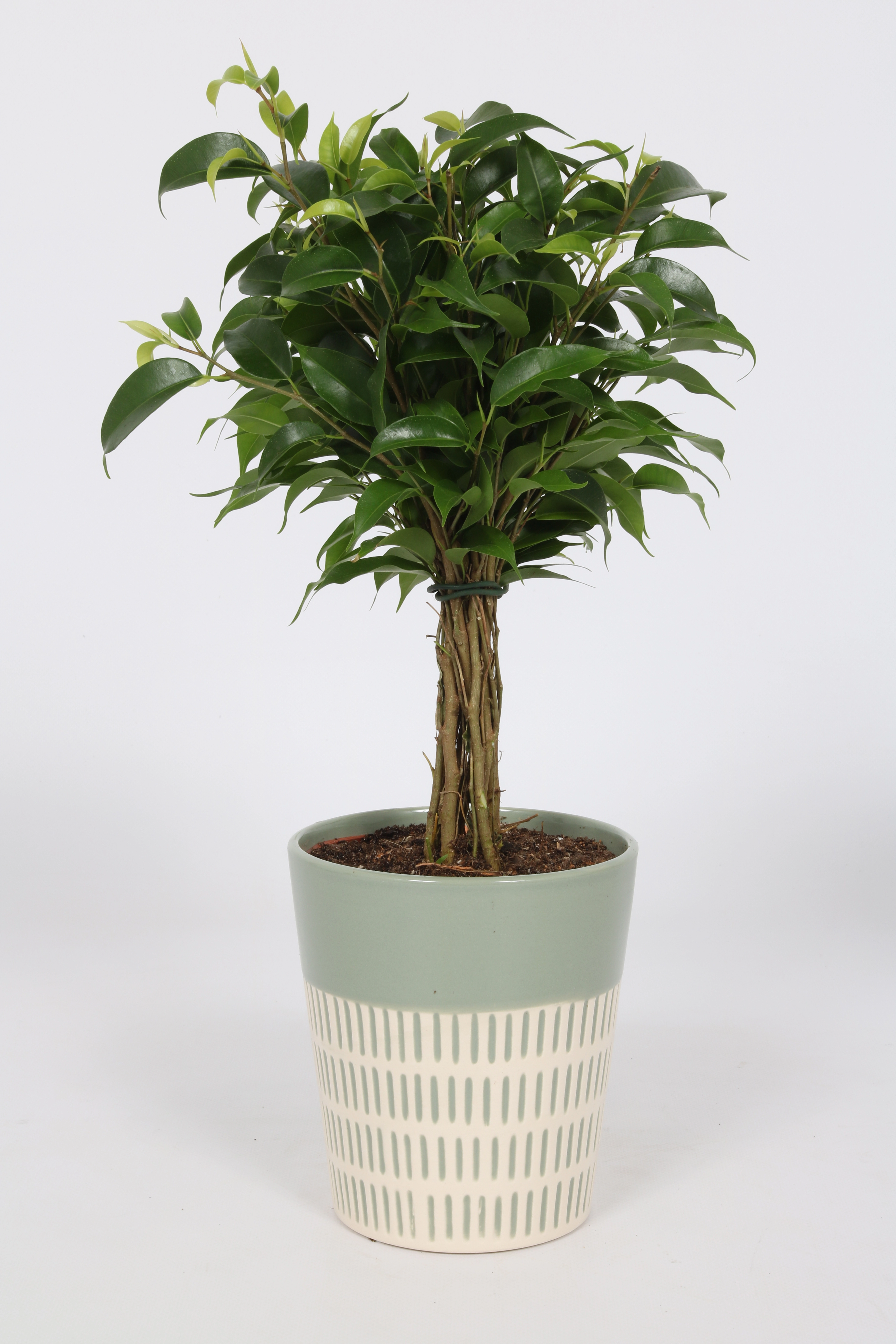 bei ca. Grünpflanze cm 12 OBI Topf-Ø im Keramik-Gefäß kaufen sortiert
