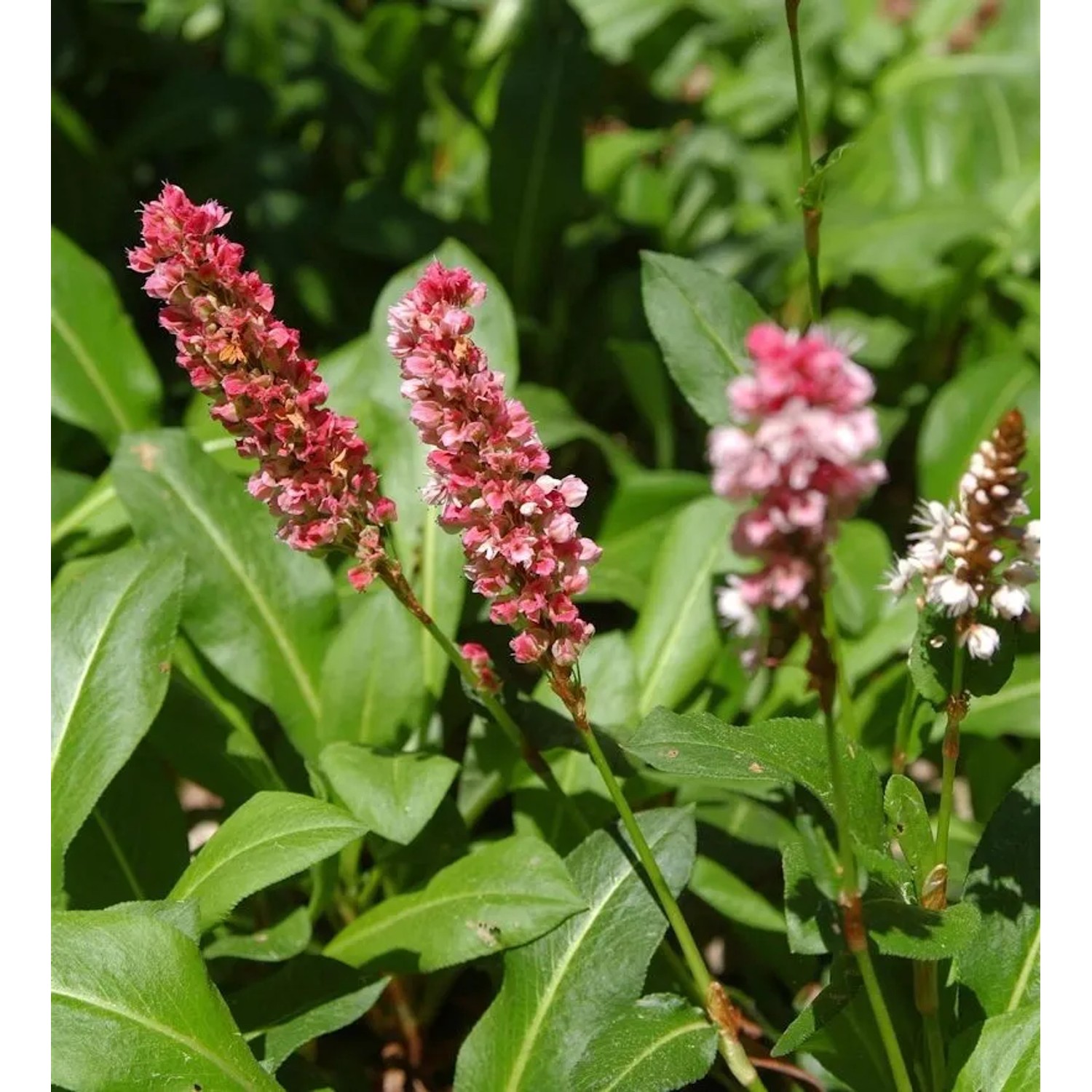 Schneckenknöterich Kabouter - Persicaria affinis