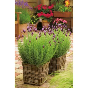 Zwei Schopflavendel 'Anouk Dark Purple' im geflochtenen Topf, ca. 20 cm hoch.